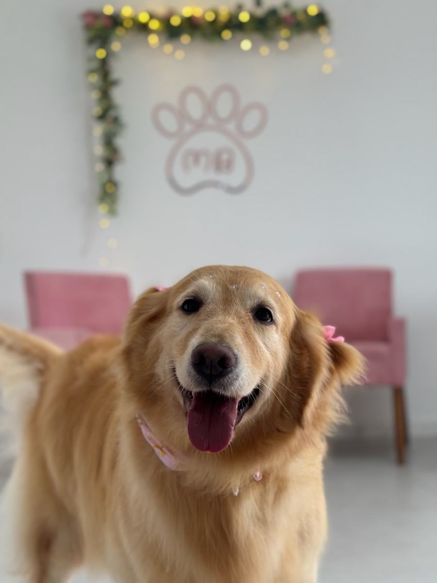 Cliente feliz na Maybela Pet Shop